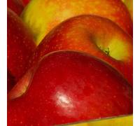 Pommier reine des reinettes - pot de 10l