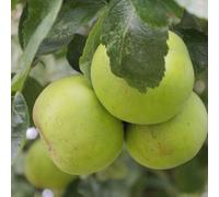 Pommier reinette du mans - pot de 10l