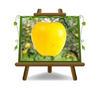 Pommiers Golden B - Plante fruitière vieux Porte greffe M9 sur pot 26 - arbre max 190 cm - 4 ans
