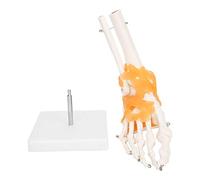 Pongnas Modèle de Squelette D'os de Cheville de Pied Humain, Structure Anatomique D'articulation de Pied avec Ligaments et Base Flexibles, pour Enseigner L'explication du Patient au