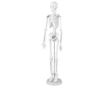 Pongnas Modèle de Squelette Humain de 45 Cm, Squelette articulé avec Crâne Amovible et Articulations Mobiles, avec Base et Tige de Support en Acier Inoxydable, pour L'éducation de