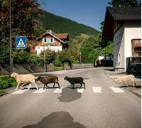 Pongratz, Maxi - I Mecht An Landla Hean