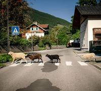 Pongratz, Maxi - I Mecht An Landla Hean (Limited Bonustrack Edition