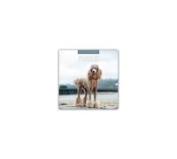 Poodles 2026 Square Wall Calendar