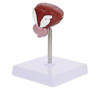 POPETPOP 1pièce Modèle Anatomique De Vessie Humaine Outil Pédagogique Pour Enseignement Physiologie Et Anatomie Matériel Éducatif Et Pratique