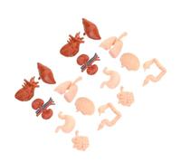 POPETPOP 2 ensembles Modèles Anatomiques Réalistes des Organes Humains pour Garçon Fille Jeu Éducatif Montessori Cerveau Cœur Estomac Poumons Foie Reins Aide Pédagogique pour Apprentissage