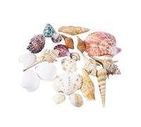 POPETPOP Coquillages Naturels Décoratifs pour Aquarium Décoration pour Aménagement Paysager et Art Créatif Grand de Coquilles