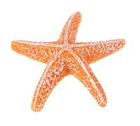 POPETPOP Décoration Réaliste D'aquarium avec Animaux Marins