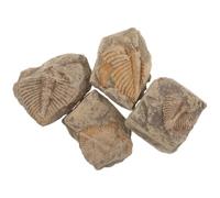 POPETPOP Fossile de Trilobite en Pierre Pièce Décorative 4 Pièces Qualité Musée pour Étagères et Amateurs D'histoire Naturelle