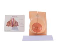 POPETPOP Modèle Anatomique du Sein Féminin 1 Pièce Modèle Médical D’Enseignement du Sein Humain Taille Réelle Couleur Naturelle Outil Pédagogique pour Formation Médicale et Étude