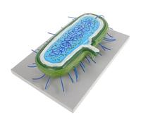 POPETPOP Modèle Cellulaire Bactérien Réaliste pour Enseignement Biologie Outil Pédagogique Polyvalent pour Écoles Modèle Anatomique Microbiologie avec et Flagelle Démonstration