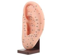 POPETPOP Modèle D'apprentissage avec Base des Points D'acupuncture de L'oreille, Modèle D'affichage Auriculaire en Vinyle Beige Réaliste, pour Enseignement et Display