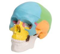POPETPOP Modèle de Crâne Amovible Mini Coloré PVC à Mâchoire Mobile | Trois Sections Détachables, Structure Osseuse Codée Couleur, Portable, pour Studios et Classes