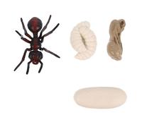 POPETPOP Modèle Évolution Fourmi Rouge PVC Jeu Éducatif Cycle de Vie Insecte pour Garçon Fille Garçon Fille Apprentissage Nature Sciences