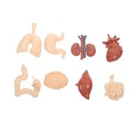 POPETPOP Modèle Organes Humains Éducatif Pédagogique Réaliste Aide Scolaire Anatomie Corps Humain Outil Apprentissage Garçon Fille