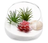POPETPOP Vase Verre Transparent Coupe Oblique pour Terrarium Plantes Succulentes Décor Naturel pour Maison Bureau Boutique Contenant Multifonction pour Paysage Miniature Et Plantes