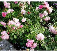 Porcellana Rose Dwarf - 20 semi - Ali angeliche - Rosa Chinensis - o nel fiore dei vasi - NPWS