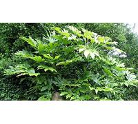 Portal Cool 1 Ombra Hardy Fatsia Japonica Plug Wildlife sempreverde costiera vaso. Pianta