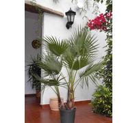 Portal Cool 1 Washingtonia Robusta Piante in Set di Due. !!!! Offerta !!!!