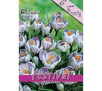 Portal Cool 10 Bulbi Crocus Pickwick