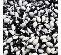 Portal Cool 10 Calypso Bush Bean Graines CERTIFIE Aka Orka Yin Yang haricots Belle Caraïbes