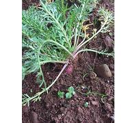 Portal Cool 200 Red maca ginseng Graines de ruvien - Lepidium meyenii