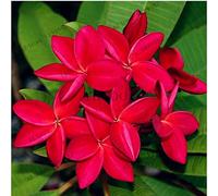 Portal Cool 20Pcs Frangipani Plumeria Rubra del fiore Sementi delle piante Garden Home Rare 3