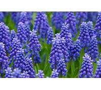 Portal Cool 25 semi di uva Giacinto Muscari fragrante Blu Viola terra copertura del fiore * Combsh