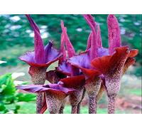 Portal Cool 3 Graines De Konjac (Amorphophallus Konjac) Semi Tongue H818 Devil S' Samen Semi