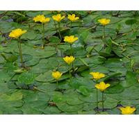 Portal Cool 3 Nymphoides peltata (Frange Water Lily) Piante Pond