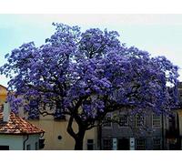 Portal Cool 400 Semi Di Paulownia Fortunei, Princesstree, imperatrice Albero, Kiri