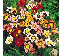 Portal Cool 50 Sparaxis Arlecchino Fiore Mix perenne pianta Primavera Bulbi da Fiore Value Pack