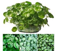 Portal Cool 50Pcs Pilea Peperomioides Semi di Piante dell'albero del Denaro Cinese Semi Pancake Piante