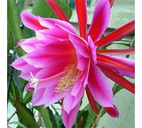 Portal Cool Acquista 3 ricevi 2 gratis rosa in vaso epiphyllum 10 pc Semi Four Season pianta da giardino