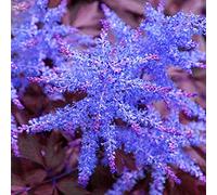 Portal Cool Acquista 3 ricevi 2 libero blu scuro Astilbe chinensis 'Trib-Flakes' Semi 100 Pz Astilbe
