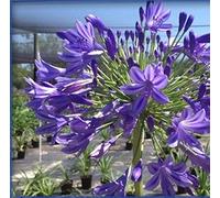 Portal Cool Agapanthus ni Blu - Piante Singole