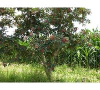 Portal Cool Albero arbusto semi - Zanthoxylum simulans organico 200 semi di Szechuan pepe di Sichuan