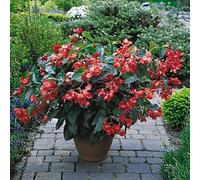 Portal Cool Begonia - Dragon Red Wing F1-10 Semi