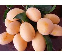 Portal Cool Best of Bouea Macrophylla 5 Semi, Marian Plum, Plum Mango da Thailand