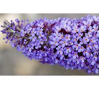 Portal Cool Buddleja Davidii Empire Blue - Buddleia, Farfalla Bush, Pianta in 9cm Pot