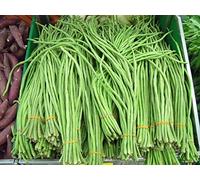 Portal Cool Cinese asparagi fagioli fagiolo enorme 3 Foot tenera e deliziosa 30 semi freschi