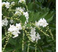 Portal Cool Duranta Flora Bianco