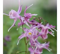 Portal Cool Epimedium Grandiflorum Lilafee Root Insolito Woodland Giardino del Contenitore delle Piante