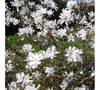 Portal Cool Fiori a Forma di Stella - Magnolia Stellata Royal Star