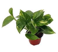 Portal Cool Golden Devil'S Ivy - Pothos - Epipremnum - 4"Pot - Molto facile da coltivare