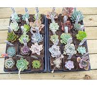 Portal Cool Graptoveria Harry Watson: Varietà Echeveria Piante Rare e insolite