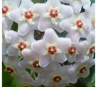 Portal Cool Hoya Carnosa Miele Cera Fiore pianta Profumi un'intera Sala Veloce scalatore Succulente
