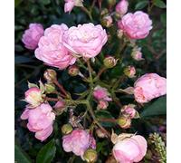 Portal Cool La radice Fata Patio Bush Rose Bare
