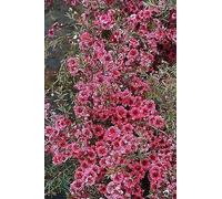 Portal Cool Leptospermum scoparium inverno Cheer - Manuka, Tea Tree - Pianta In 9Cmpot
