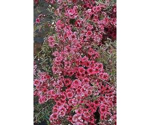 Portal Cool Leptospermum scoparium inverno Cheer - Manuka, Tea Tree - Pianta In 9Cmpot